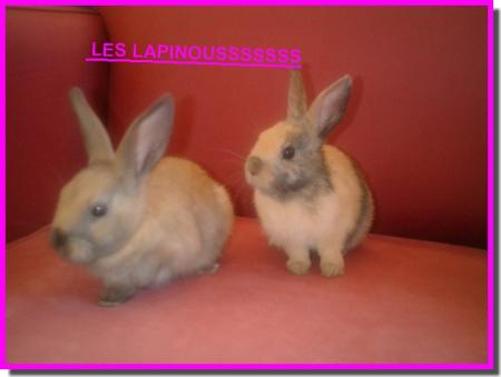 LES LAPINOU